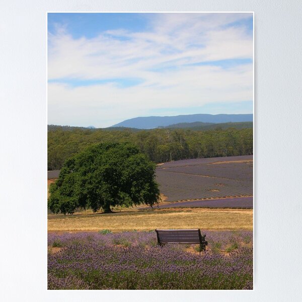 Item preview, Lavender Farm, Tasmania designed and sold by Carissa Hubrechsen.