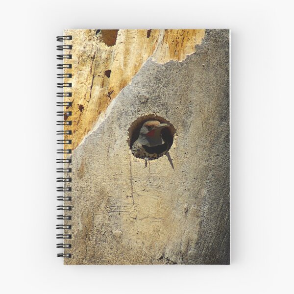 Item preview, Northern Flicker in newly built condo designed and sold by Klaus Girk.