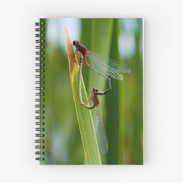 Artikelvorschau, Damselflies entworfen und verkauft von Murray Wills.