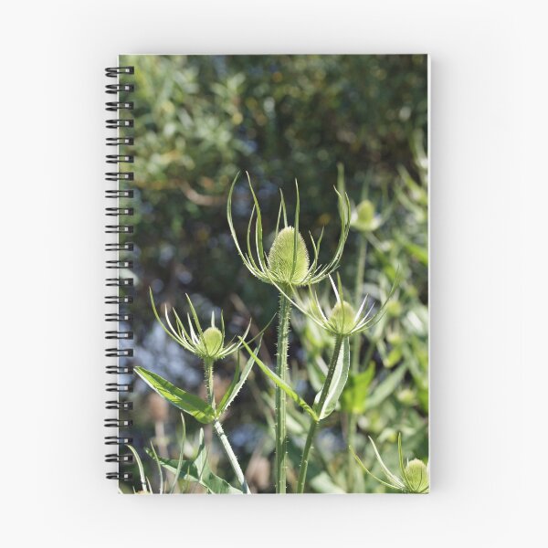 Item preview, Teasel - Dipsacus fullonum designed and sold by Roger Hall.