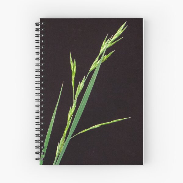 Item preview, Grass Seed Pods designed and sold by DPalmer.