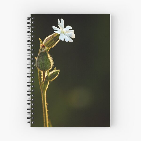 Item preview, White Campion designed and sold by Roger Hall.