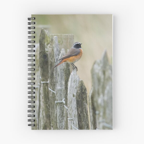 Item preview, Male Redstart designed and sold by Nigel Tinlin.