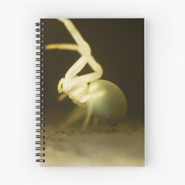 Aperçu de l'œuvre Macro Spider 4 créée et vendue par Sam Mortimer.