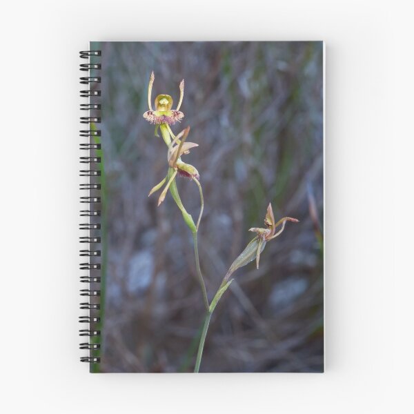 Item preview, Fringed Hare Orchid - Leporella fimbriata designed and sold by Paul Piko.