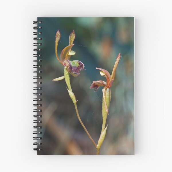 Item preview, Fringed Hare Orchid - Leporella fimbriata designed and sold by Paul Piko.