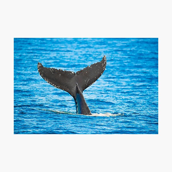 Item preview, Whale Tail designed and sold by Jesshaddenphoto.