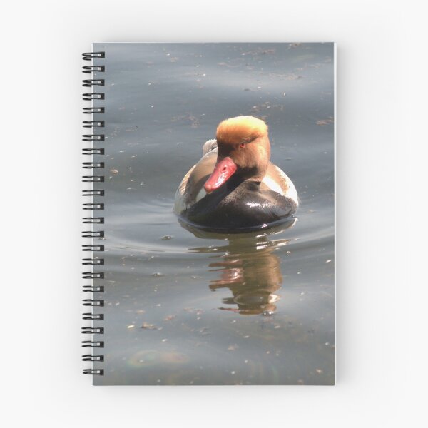 Item preview, Red-Crested Pochard designed and sold by days-photographic.