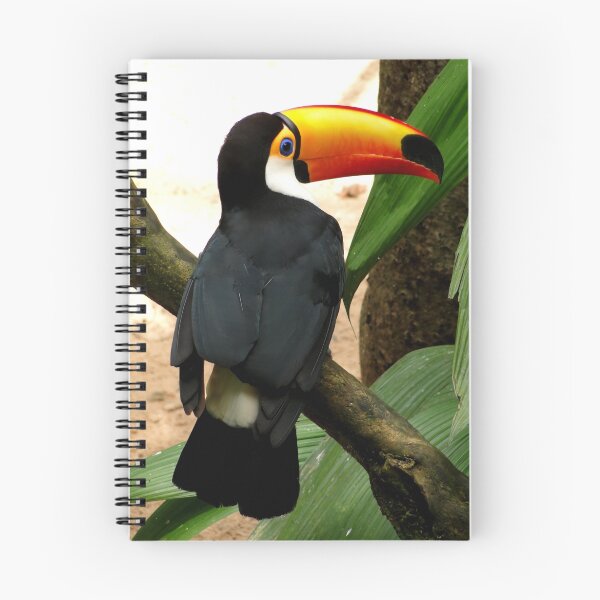 Aperçu de l'œuvre Toucan créée et vendue par Paige.