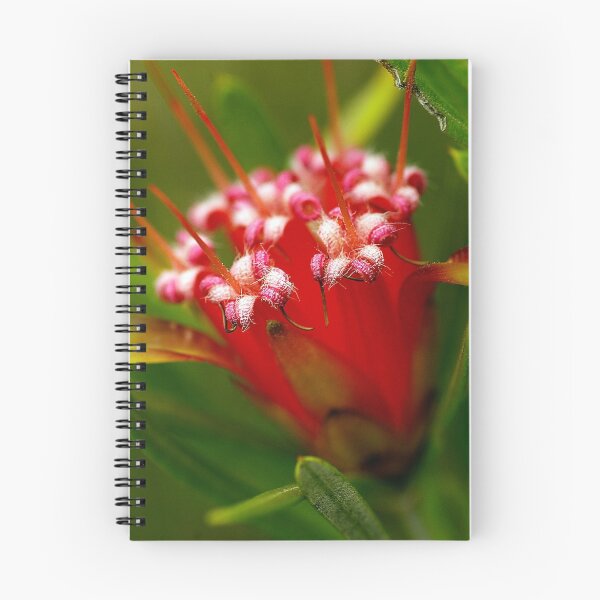 Item preview, Mountain Devil (lambertia formosa) designed and sold by Cheryl Ribeiro.