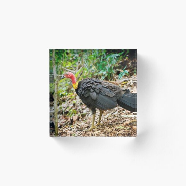 Australian Brush-Turkey Acrylic Block
