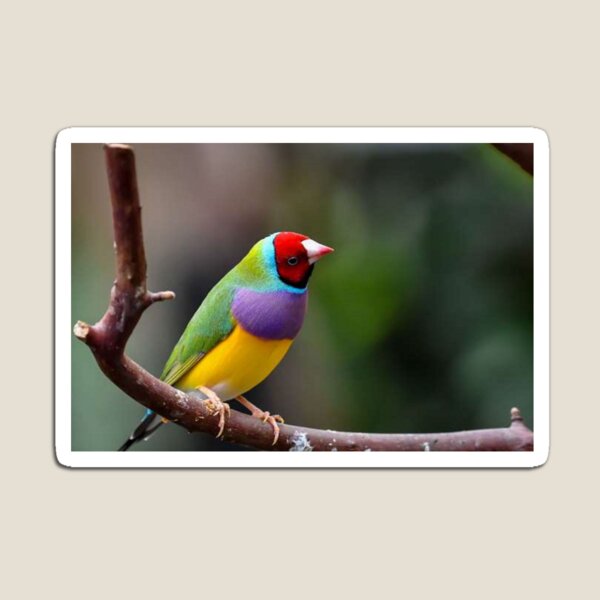 Gouldian finch (Erythrura gouldiae) Magnet