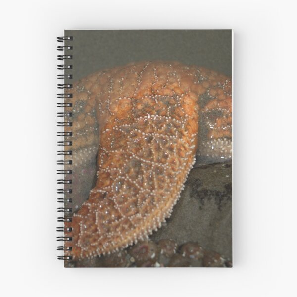 Artikelvorschau, Sea Star entworfen und verkauft von Stephanie Hazen.