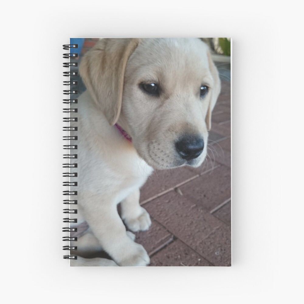 cute golden labrador