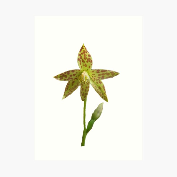 leopard Orchid Art Print