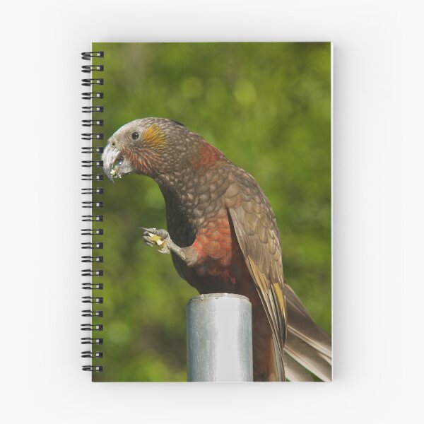 Item preview, Isla Norte Kaka designed and sold by Phil McComiskey.