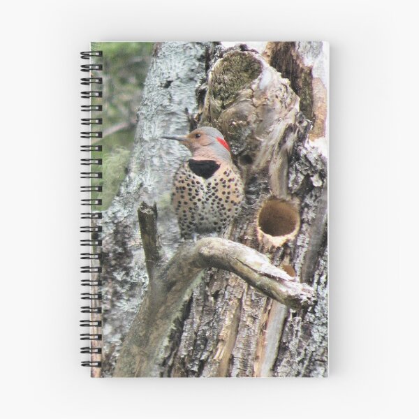 Item preview, 'Flicker's New Home' designed and sold by Scott Bricker.