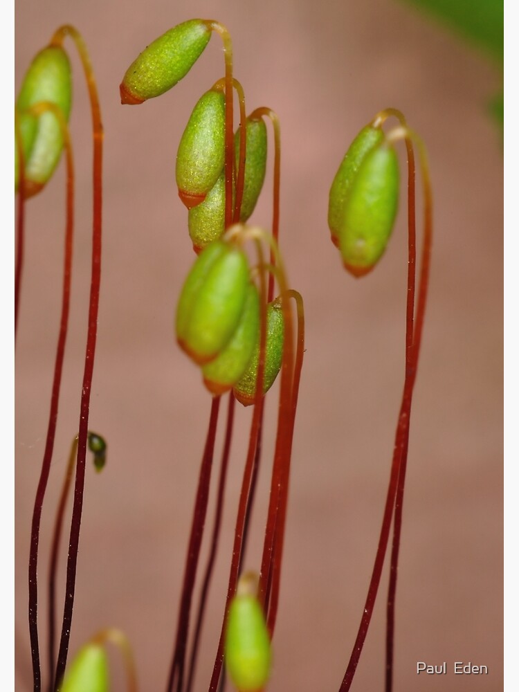 Moss Flowers by pauleden