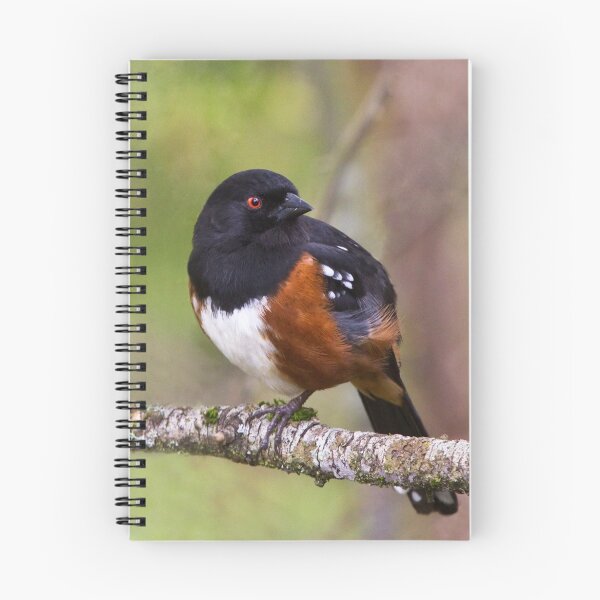 Artikelvorschau, Spotted Towhee entworfen und verkauft von Mikhail Lenitsyn.