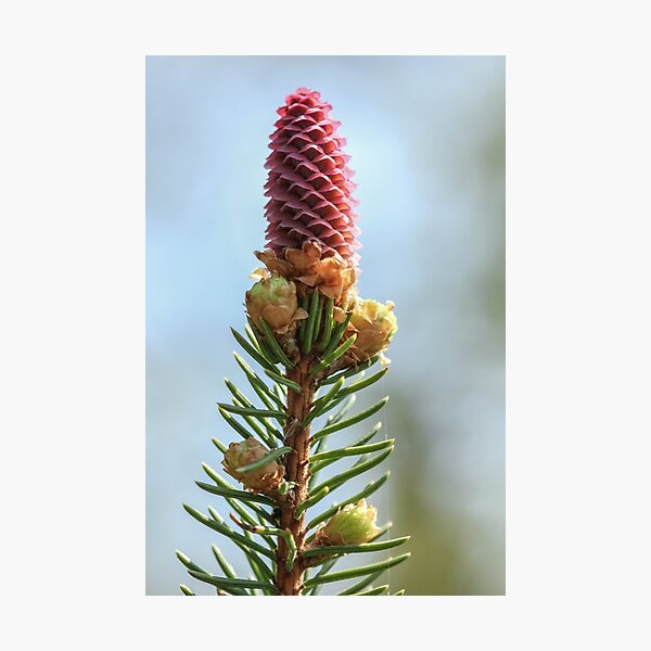 Item preview, Spring Cone designed and sold by Gary Horner.