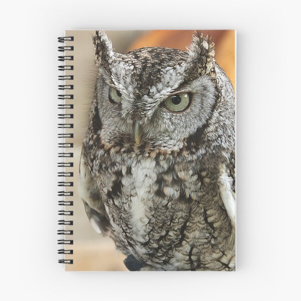 Aperçu de l'œuvre Western Screech Owl créée et vendue par ☼Laughing Bones☾.