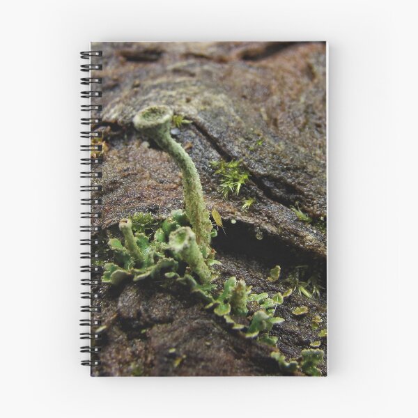 Item preview, Aphid on Lichen designed and sold by Heather Haderly.