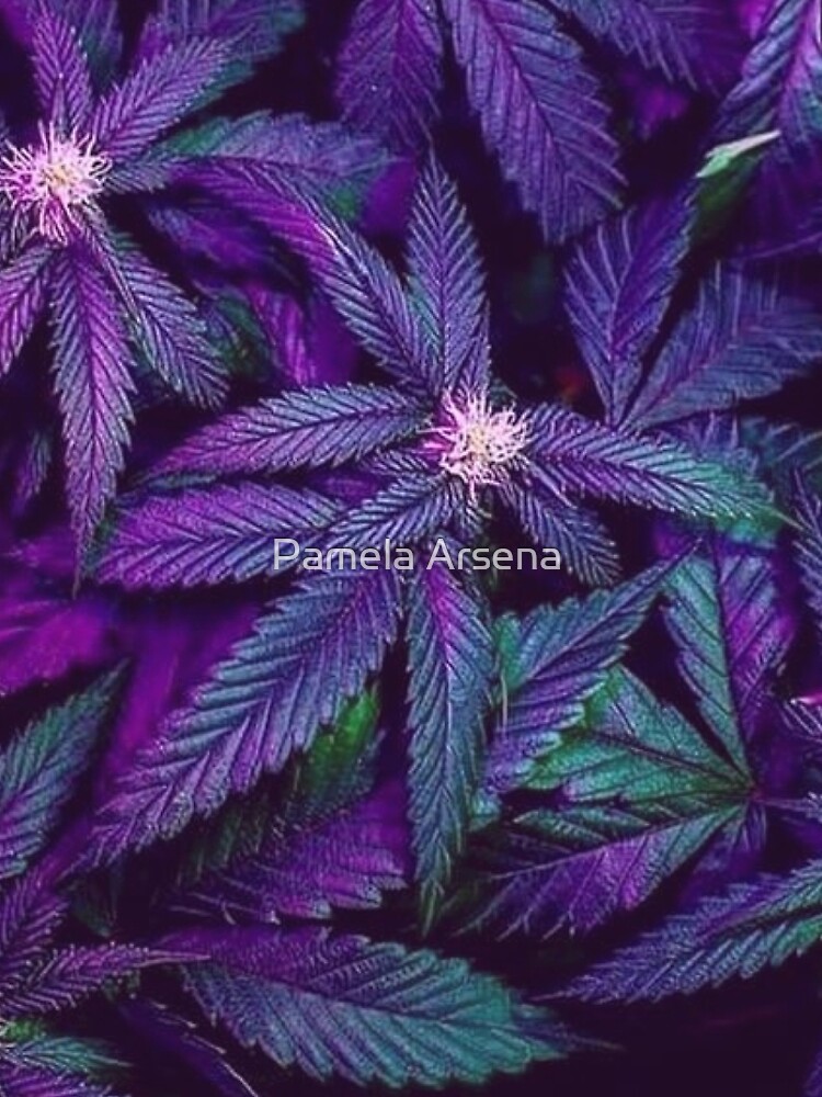 Psychedelic Purple Cannabis Marijuana Weed Pot Leaves by xpressio