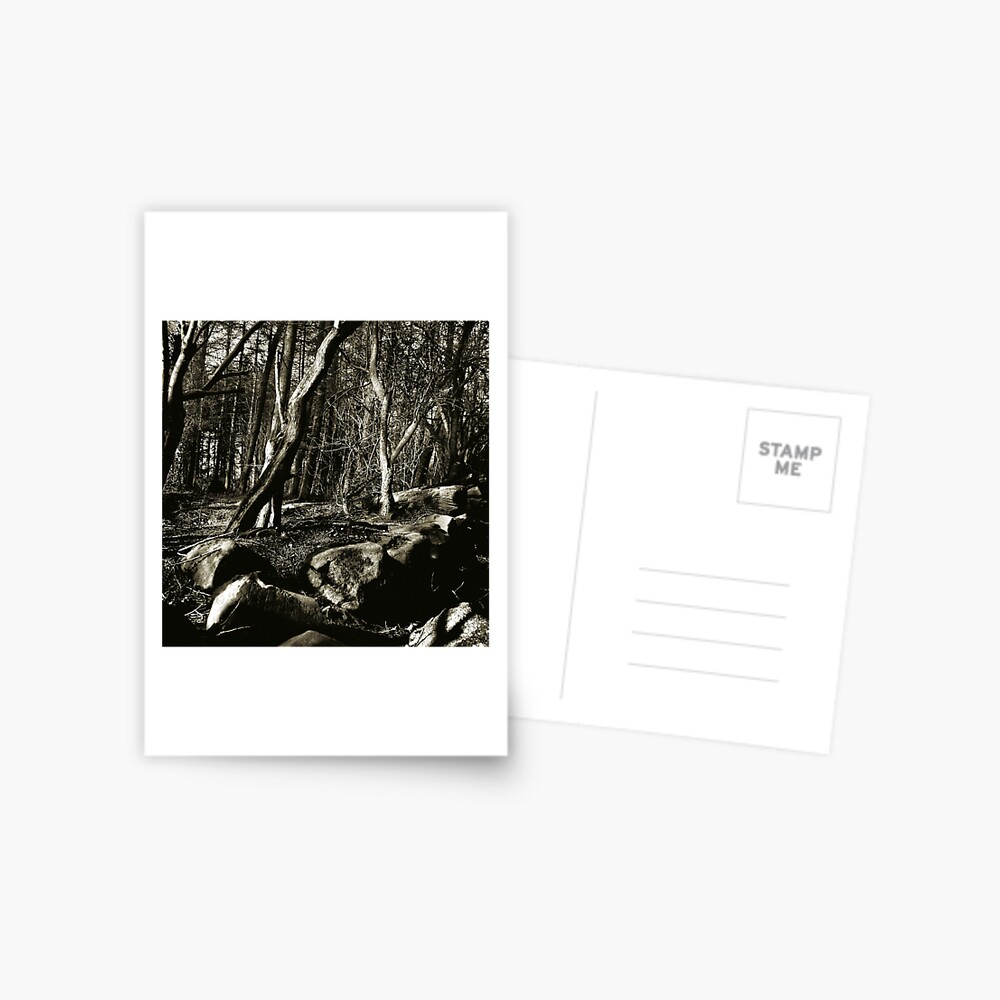 Into the woods Postcard