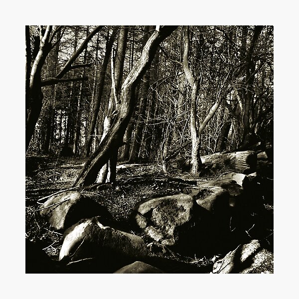 Into the woods Photographic Print