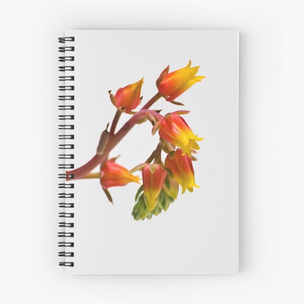 Item preview, High Key Succulent designed and sold by paulmcardle.