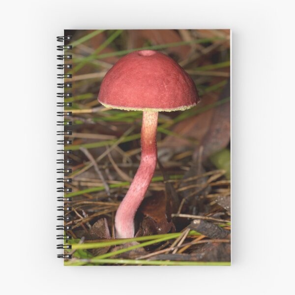 Item preview, Red Fungus - Boletellus obscurecoccineus designed and sold by Andrew Trevor-Jones.