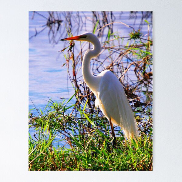 Item preview, Egret portrait designed and sold by GeoffSporne.