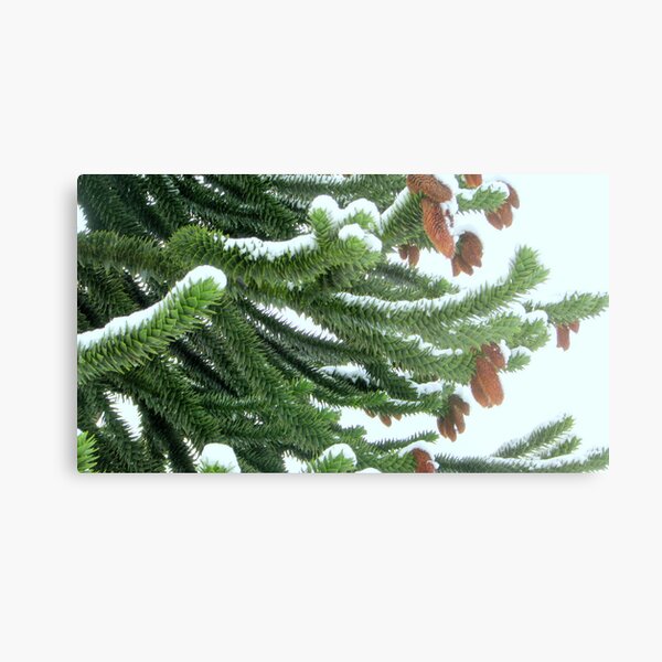 Snow covered Monkey Tree branches Metal Print