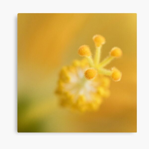 Just living is not enough, one must have sunshine, freedom, and a little flower... Canvas Print