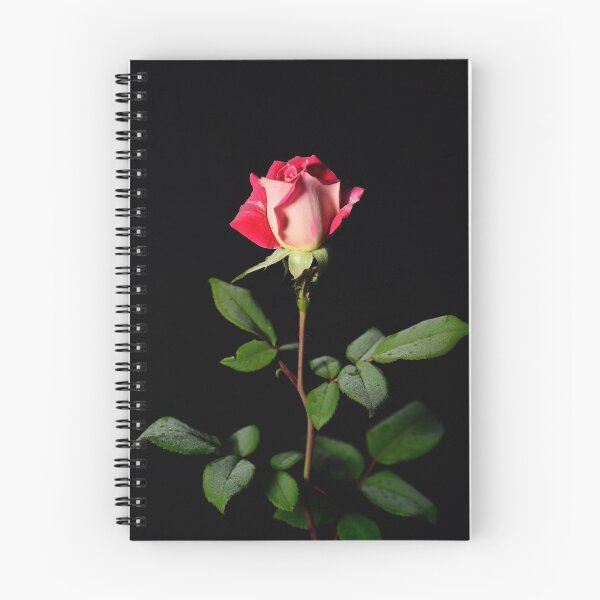 Item preview, Rose of the day red and white designed and sold by JWarren.