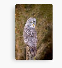 Great Gray Owl Canvas Print