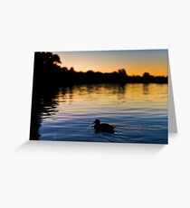 Evening Swim Greeting Card