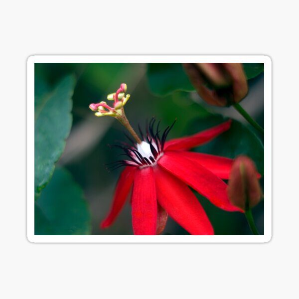 Red Passion Flower (Passiflora miniata) Sticker