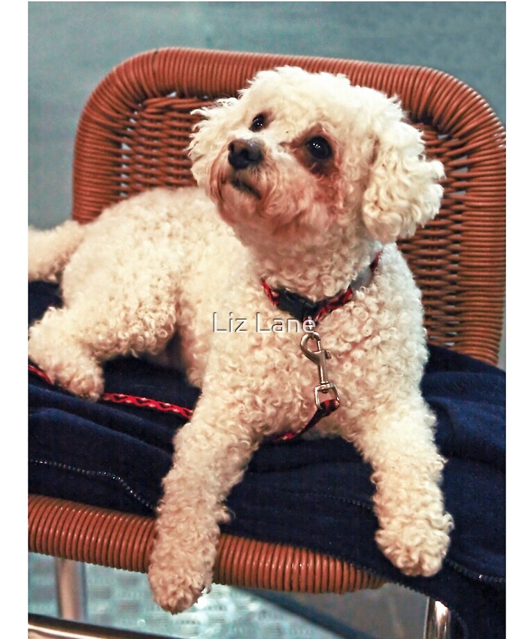 small white poodle dog