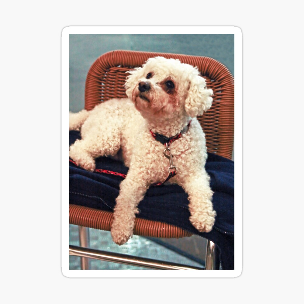 small white poodle