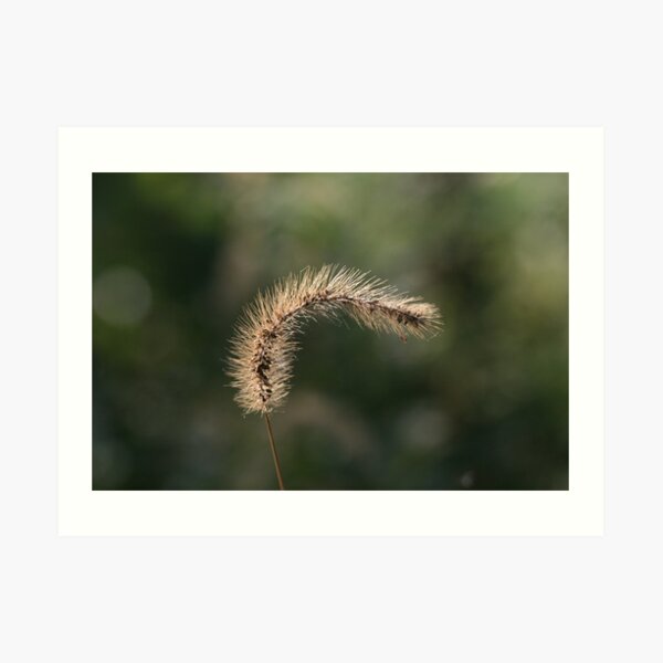 Foxtail - Lake Codorus Art Print