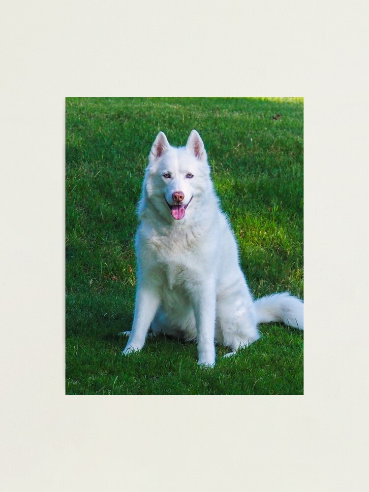 邦楽 DhUuSsTkYy DUSTY HUSKY 2LP WENOD RECORDS : DUSTY HUSKY - DhUuSsTkYy [2LP] DLIP RECORDS