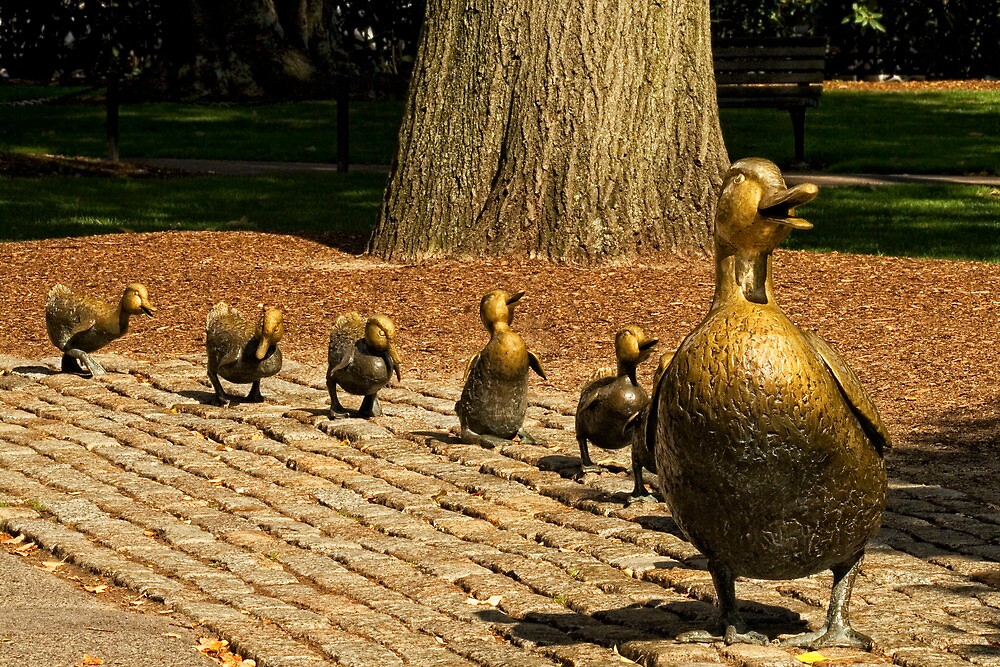 "Make Way For Ducklings" by TeresaB | Redbubble