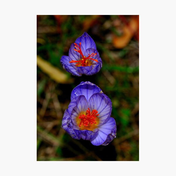 Item preview, Crocus in December designed and sold by Durotriges.