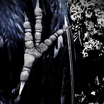 Artwork thumbnail, Crowfoot2 by Coigach