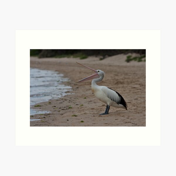 Pelican on Tyrone foreshore Art Print