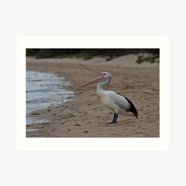 Pelican on Tyrone foreshore Art Print