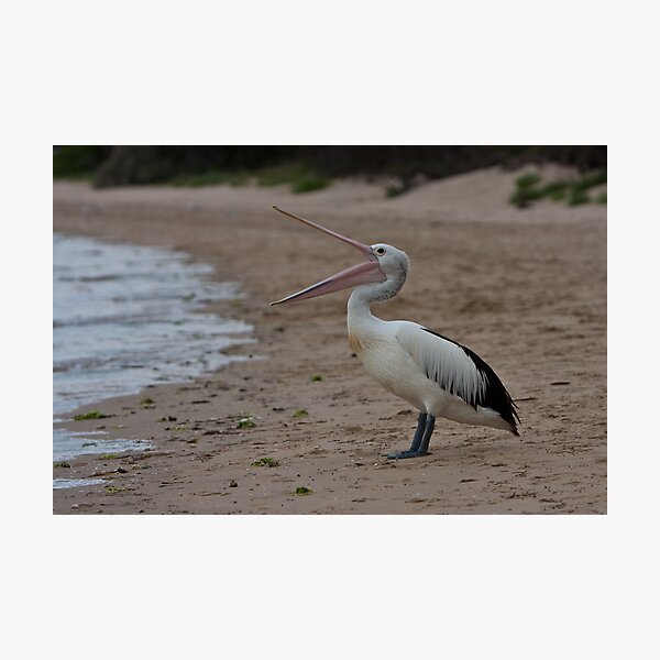 Pelican on Tyrone foreshore Photographic Print