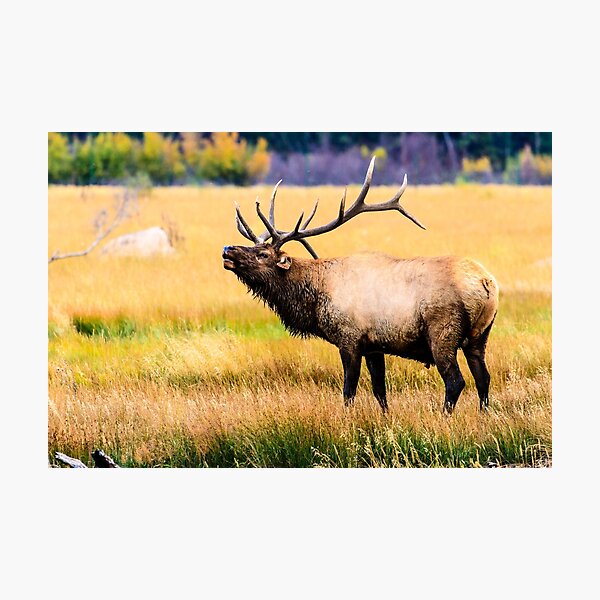 Bull Elk Photographic Print