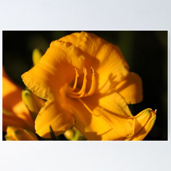 Item preview, Deep Yellow designed and sold by Jacinthe Brault.